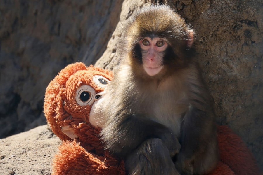 monkey punch