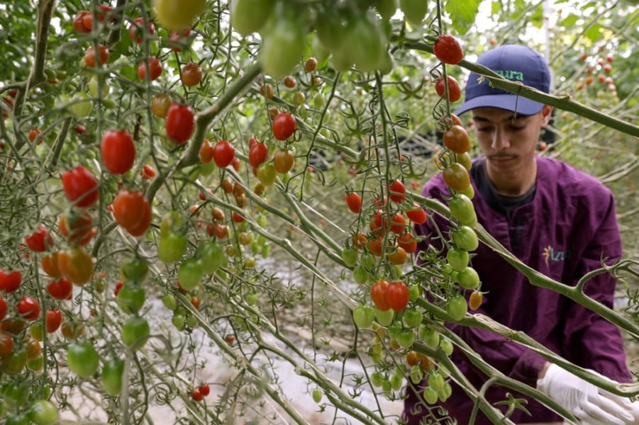 TOMATES