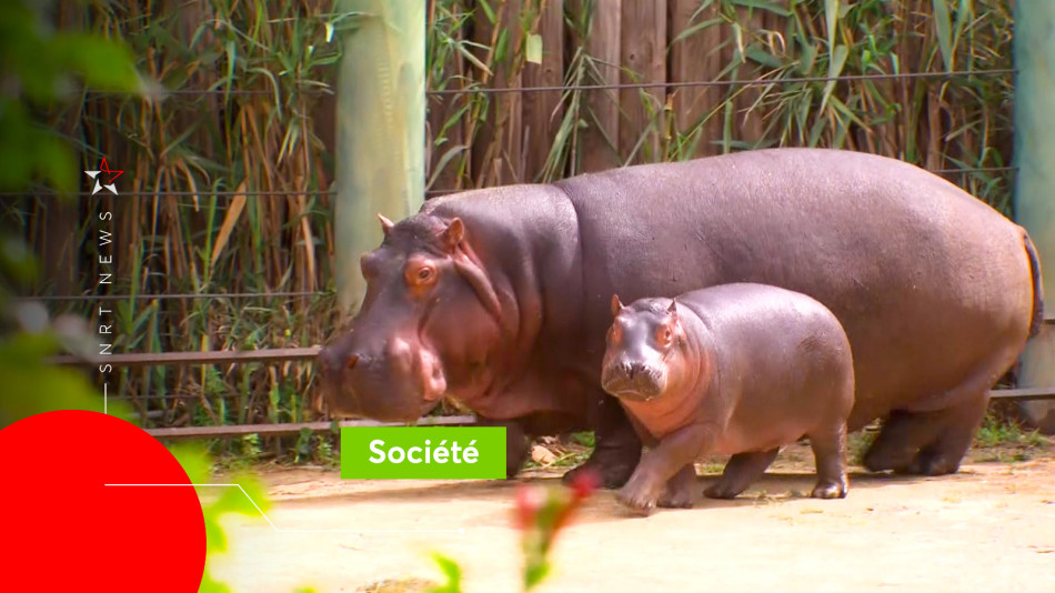 Bébé Hippopotame Rabat