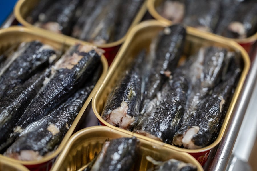 sardine