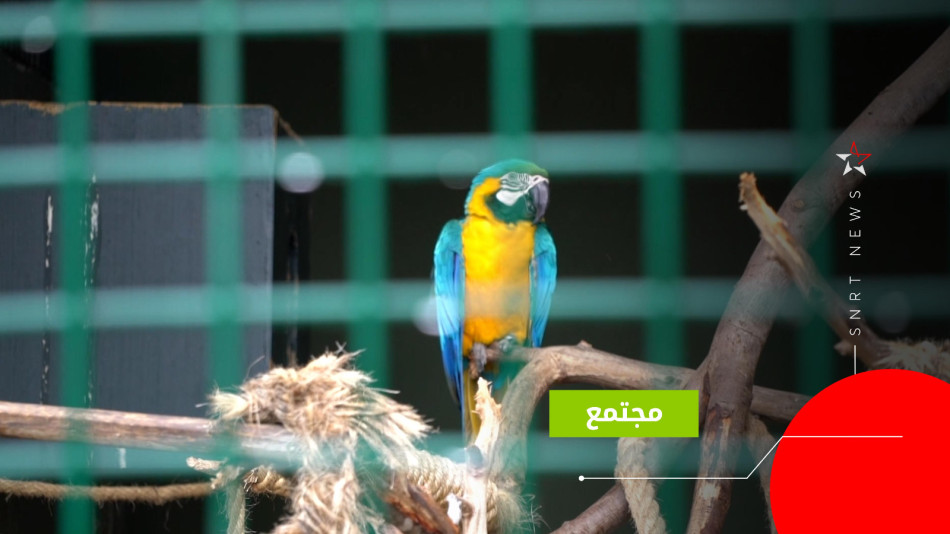 طيور