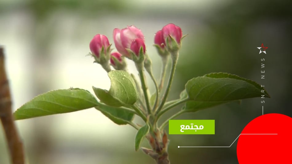 شتائل 