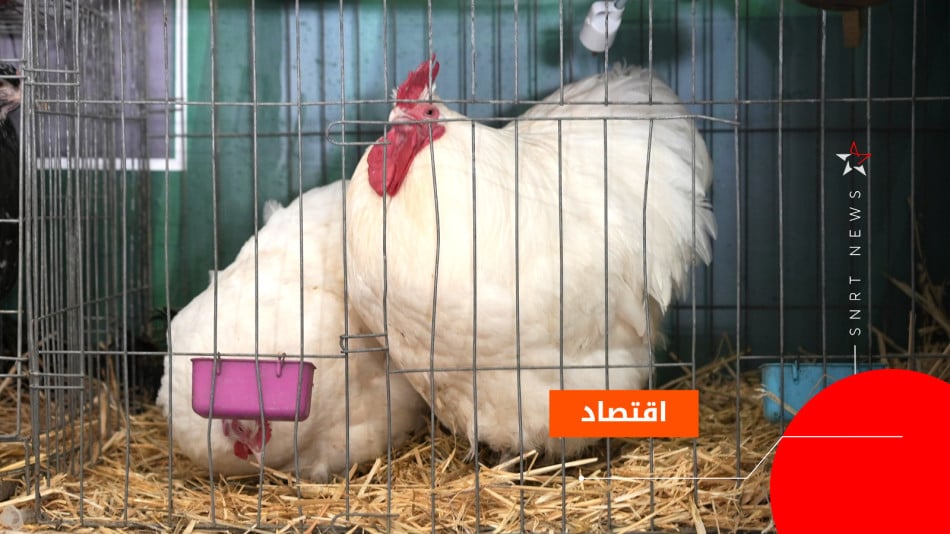 دجاج الزينة