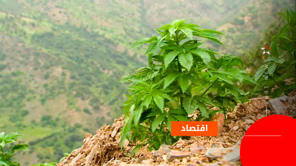 القنب الهندي