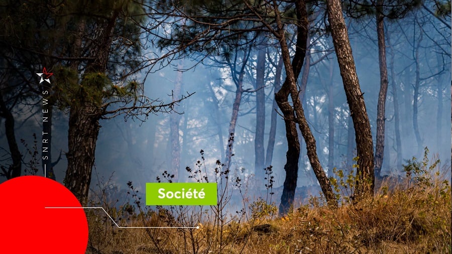Forêt