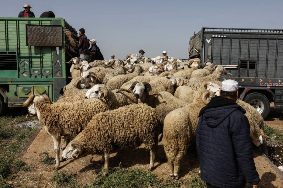moutons