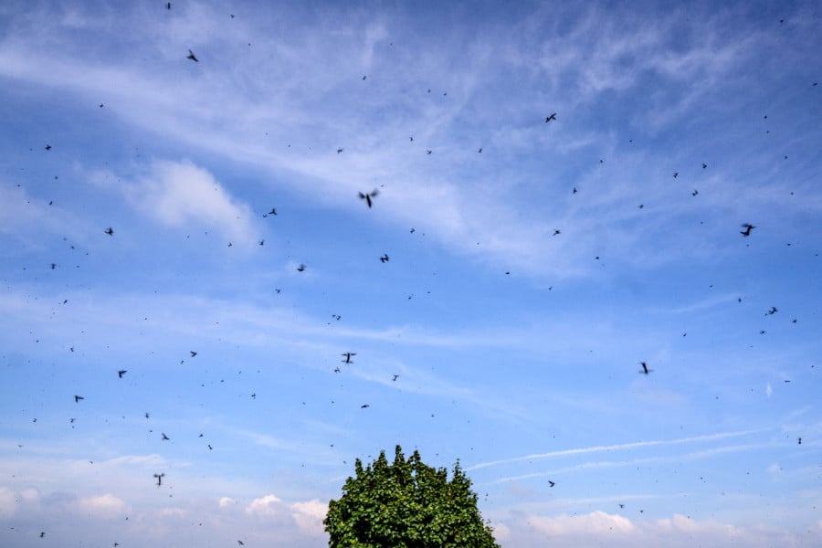 insects