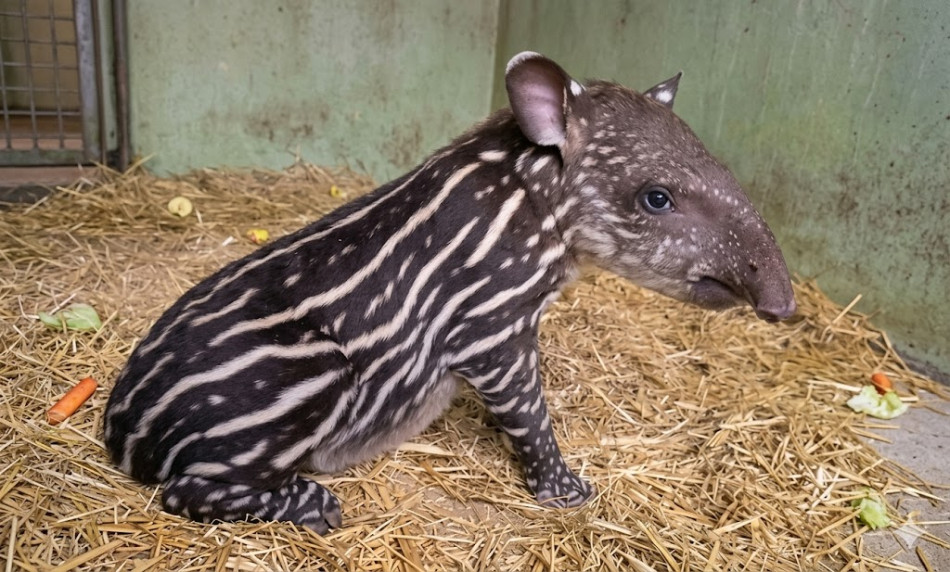 TAPIR