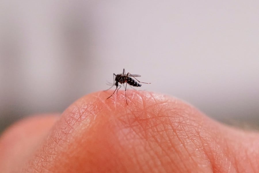 لماذا ينجذب البعوض لأشخاص أكثر من غيرهم وكيف تتجنّب لدغاته؟