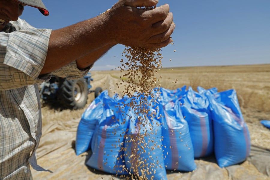 بنك المغرب: نمو الاقتصاد الوطني سيتجاوز 5% بفضل محصول الحبوب