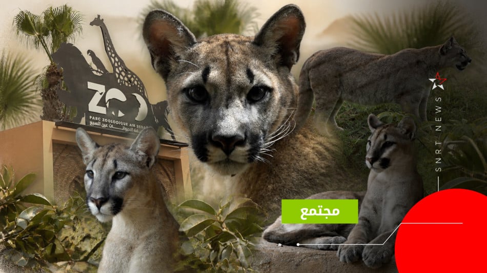 أسود الجبال