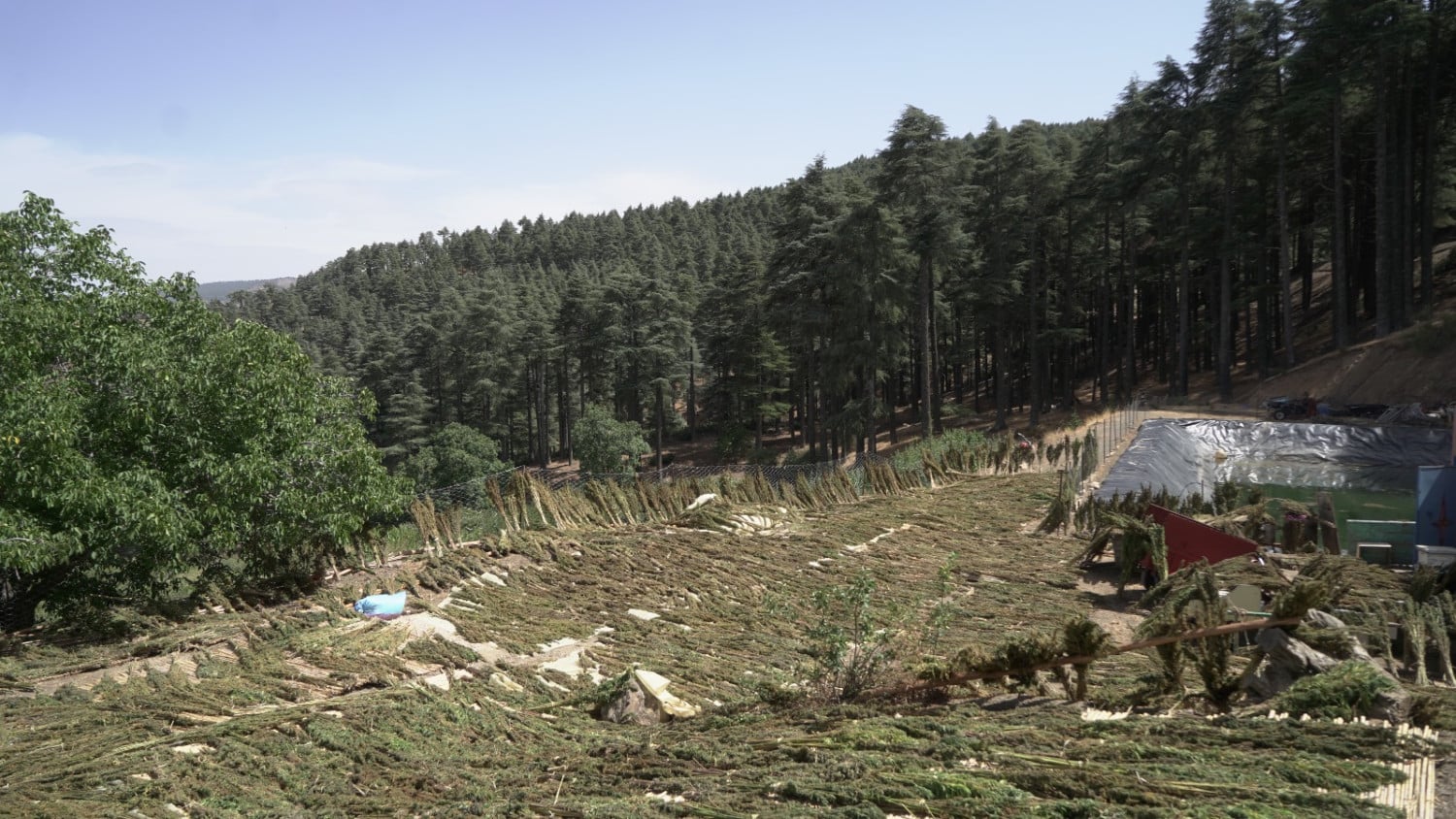 زراعة القنب الهندي