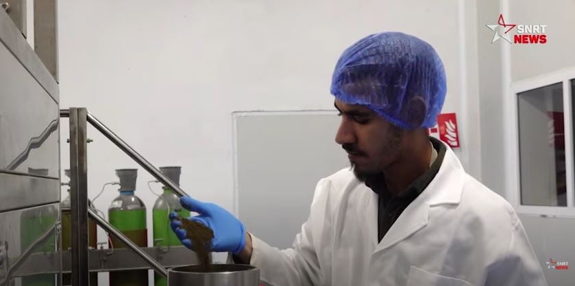 القنب الهندي 