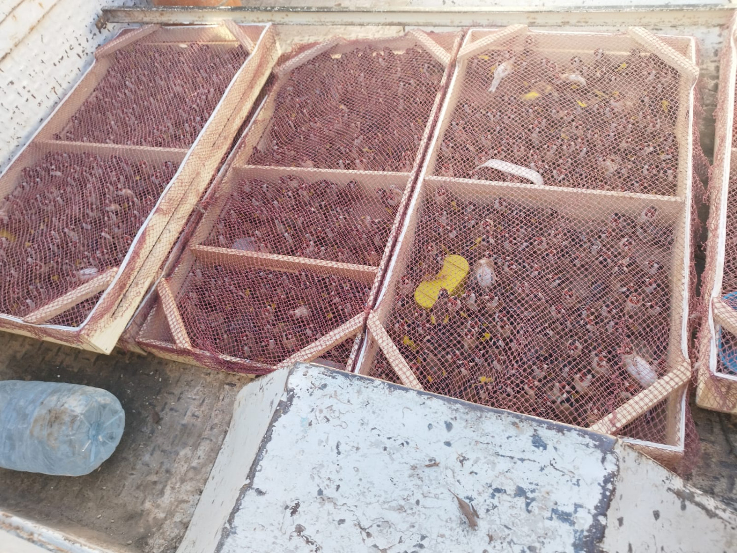 طائر الحسون