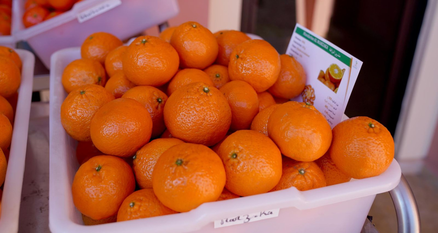 مندرين