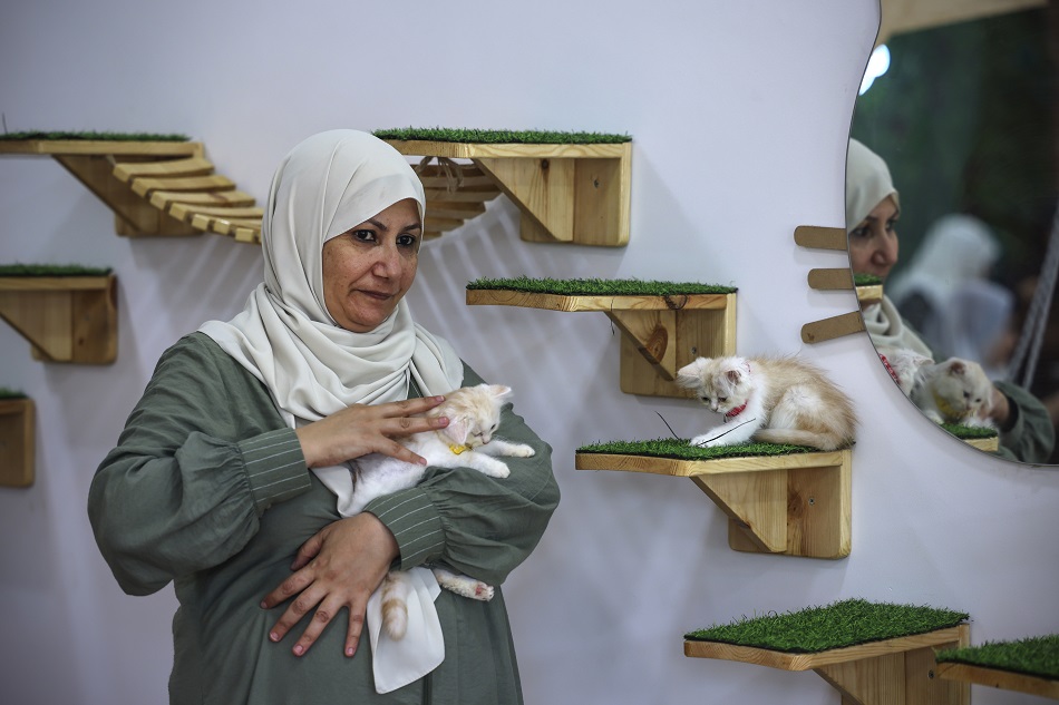 مقهى للقطط في غزة 