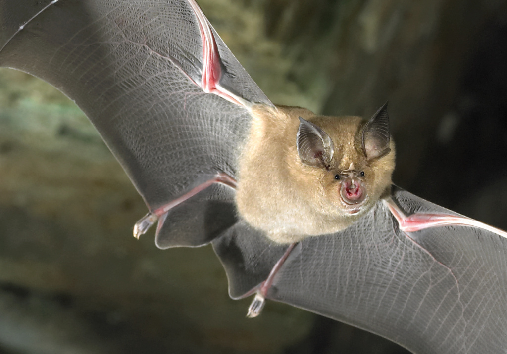 Rhinolophus affinis