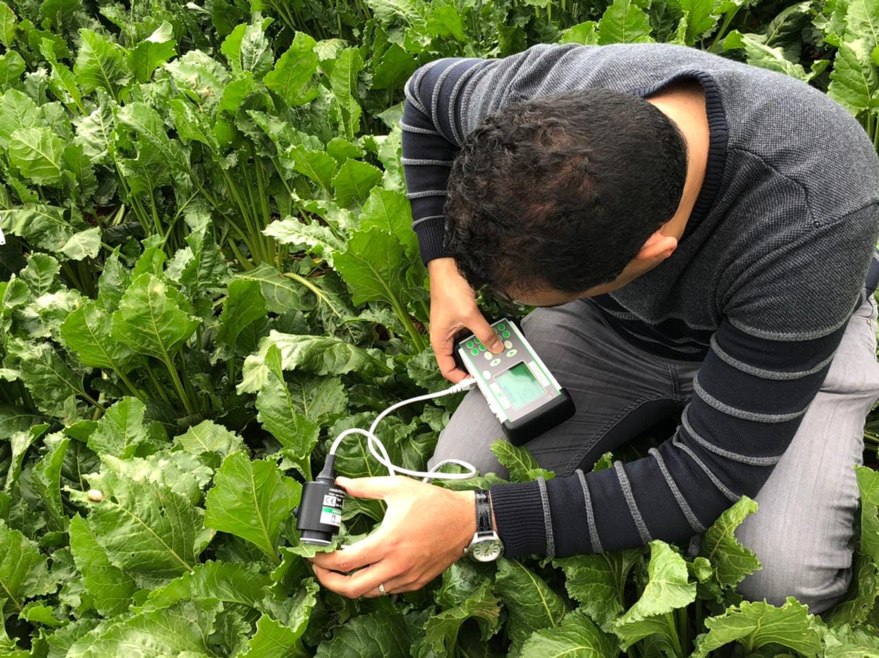 agriculture