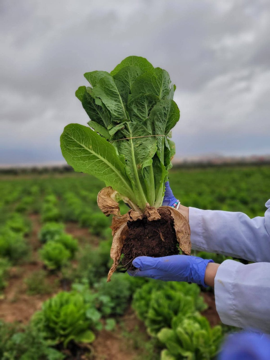 Agriculture