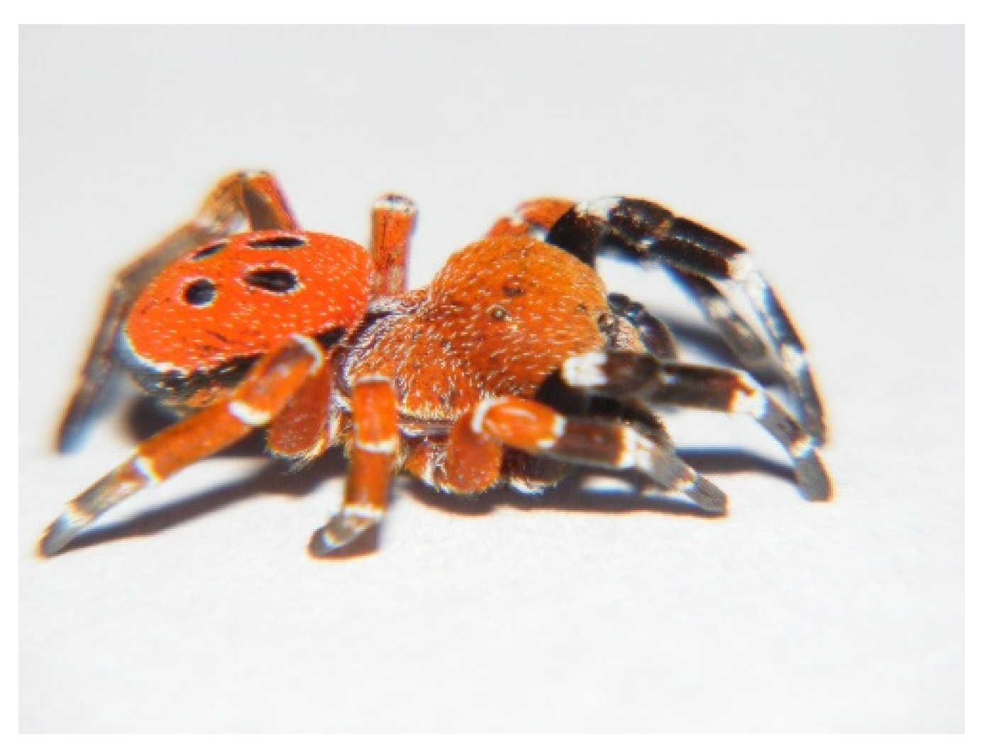  Eresus rubrocephalus