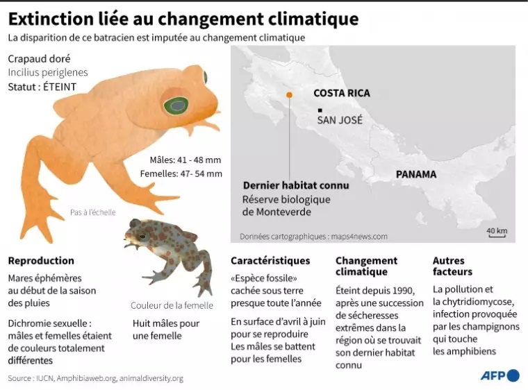 Graphique sur le crapaud doré de Monteverde, dont l'extinction est imputée au changement climatique