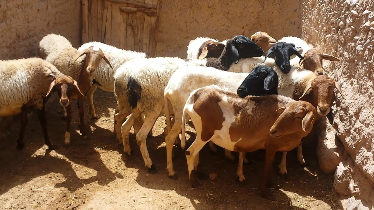 Mouton D'man