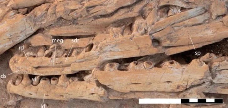fossile khouribgua