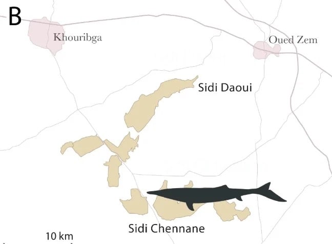 fossile khouribgua
