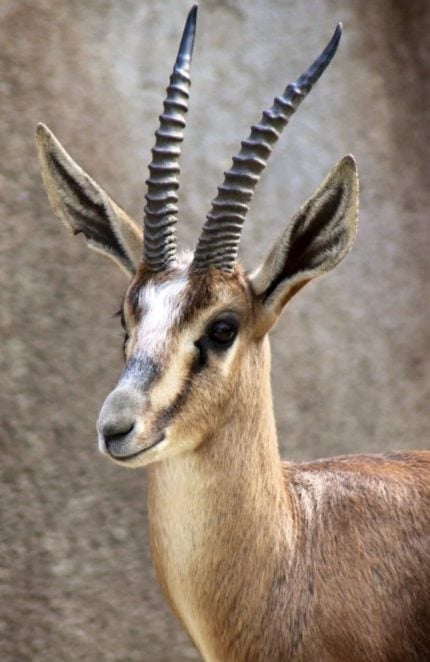 Gazelle de Cuvier