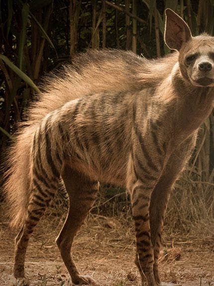 Hyène rayée