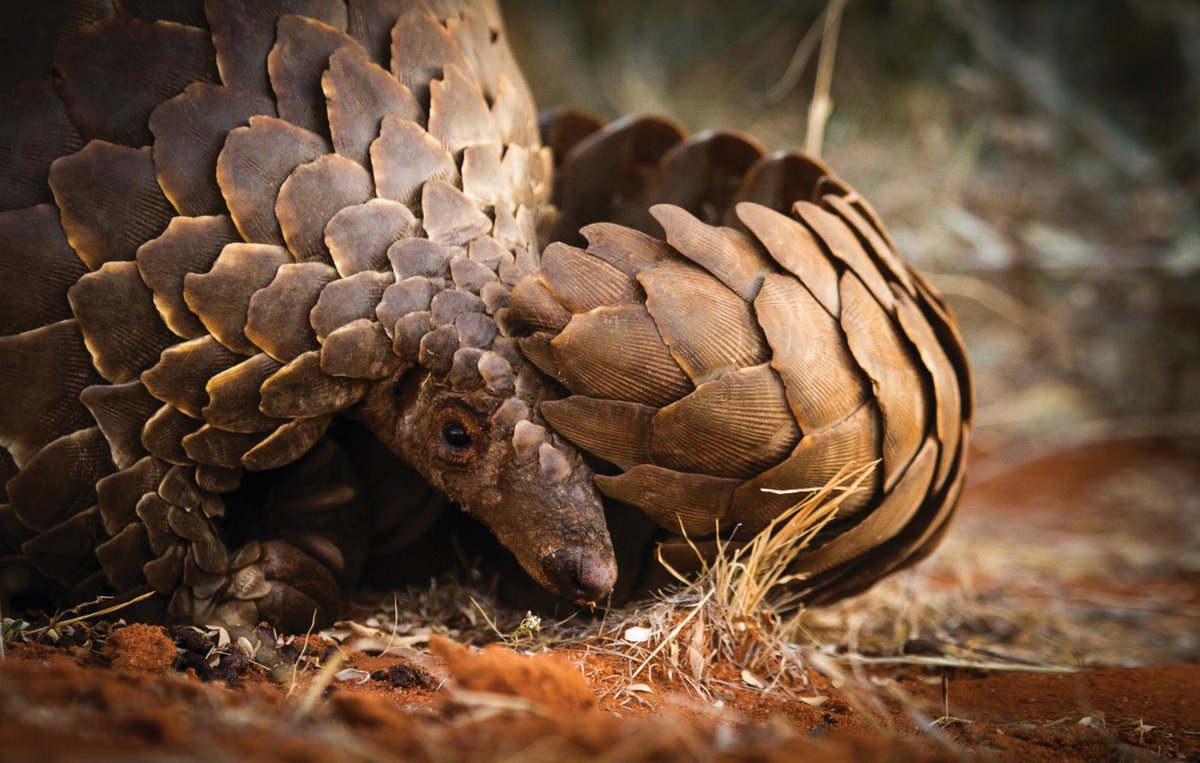 Le pangolin