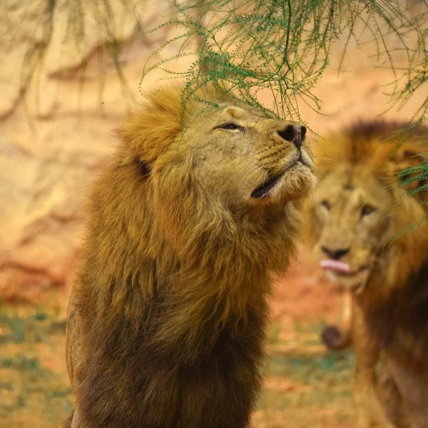 LION DE L’ATLAS