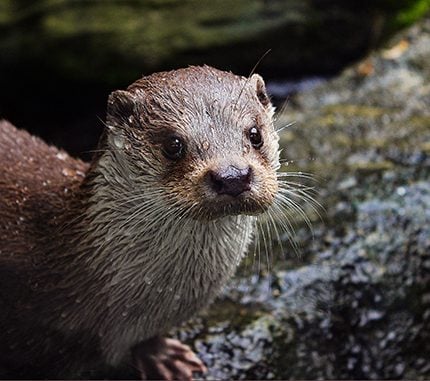 Loutre d'Europe