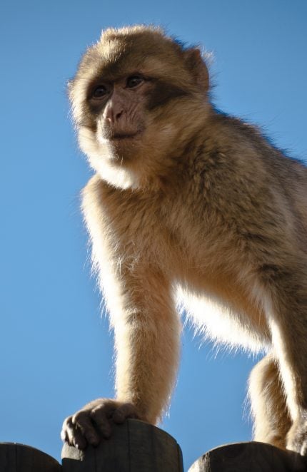 Macaque de Barbarie