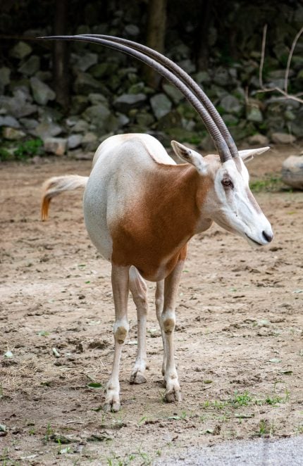 Oryx algazelle