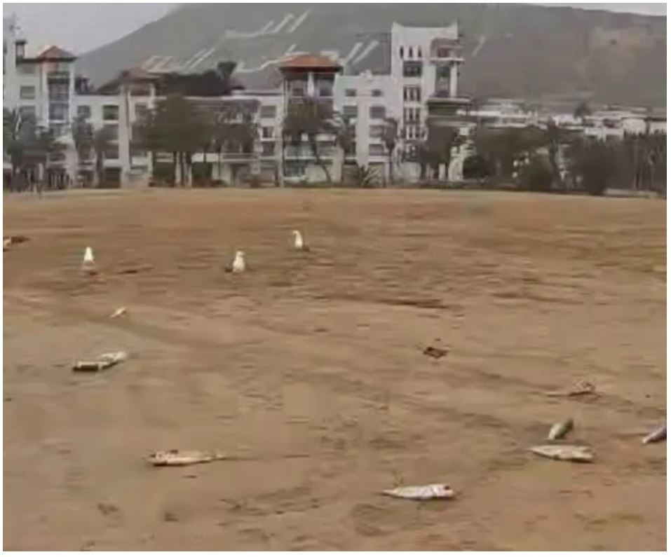 échouement de poissons à la plage d'Agadir