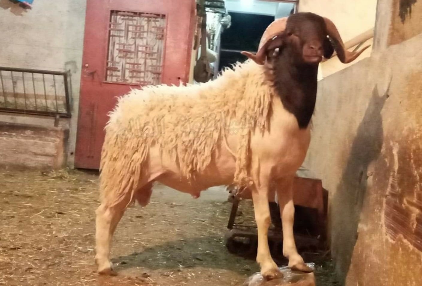 Moutons de race Timahdit