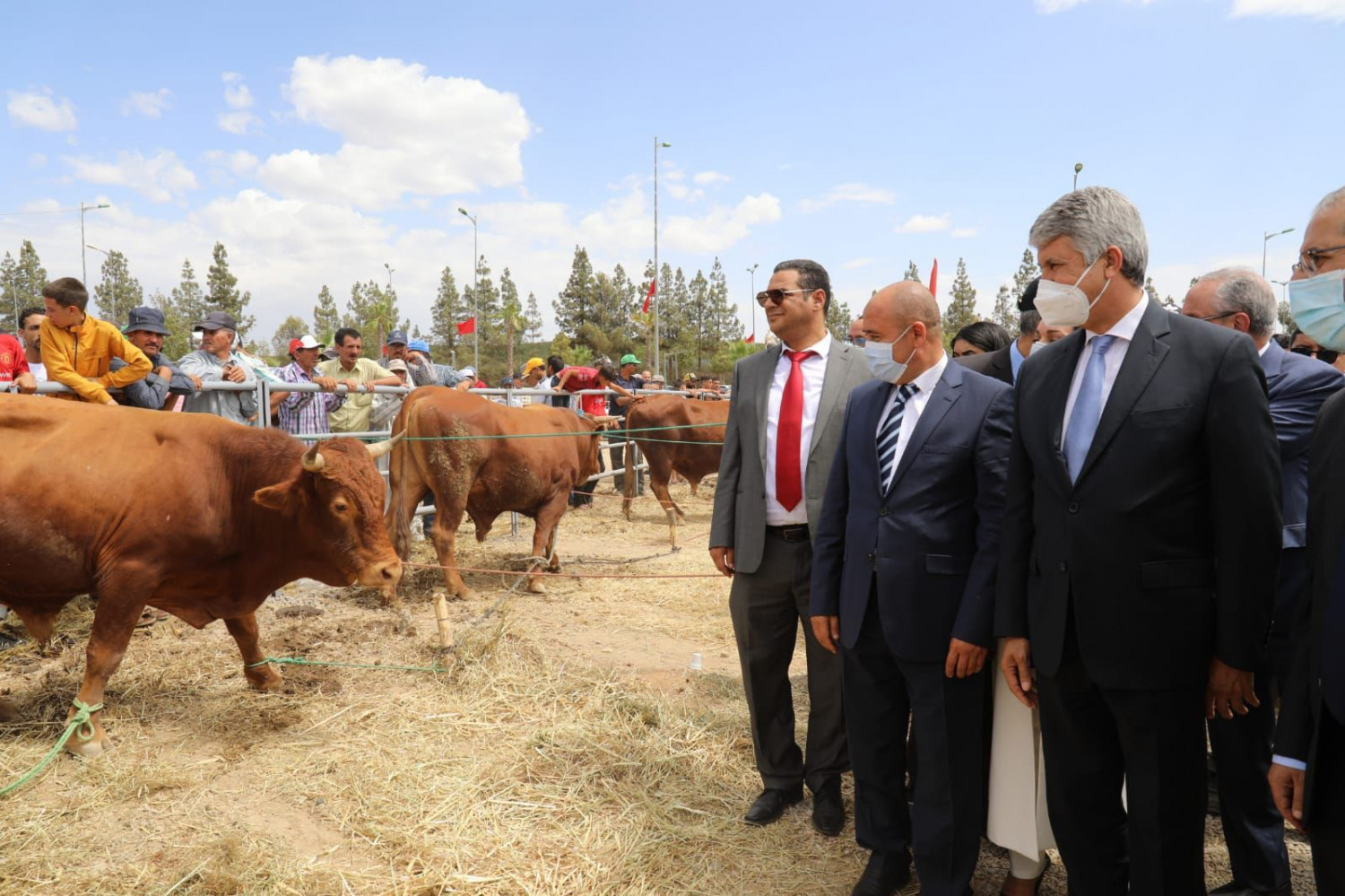 الوزير أمام أبقار من سلالة والماس زعير