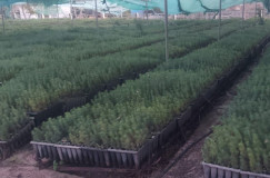 Plants de Pins 