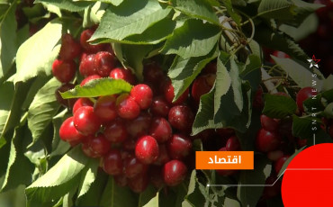 حب الملوك