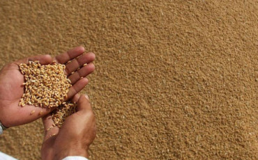 ضعف التساقطات المطرية يؤثر على محصول الحبوب