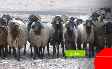 بني كيل
