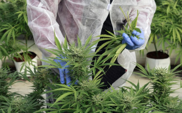 القنب الهندي- cannabis