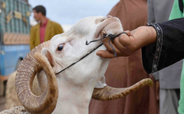 عيد الأضحى - أغنام