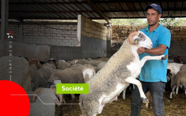 Reportage dans un souk de moutons