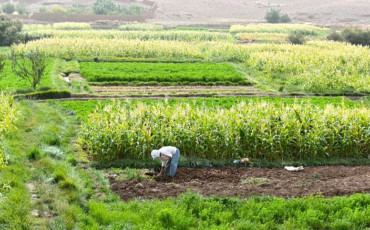 فلاحة