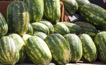 البطيخ الأحمر - الدلاح