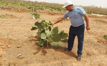 تين شوكي مقاوم للحشرة القرمزية