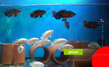 أسماك الزينة