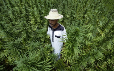 Agriculteurs-Cannabis